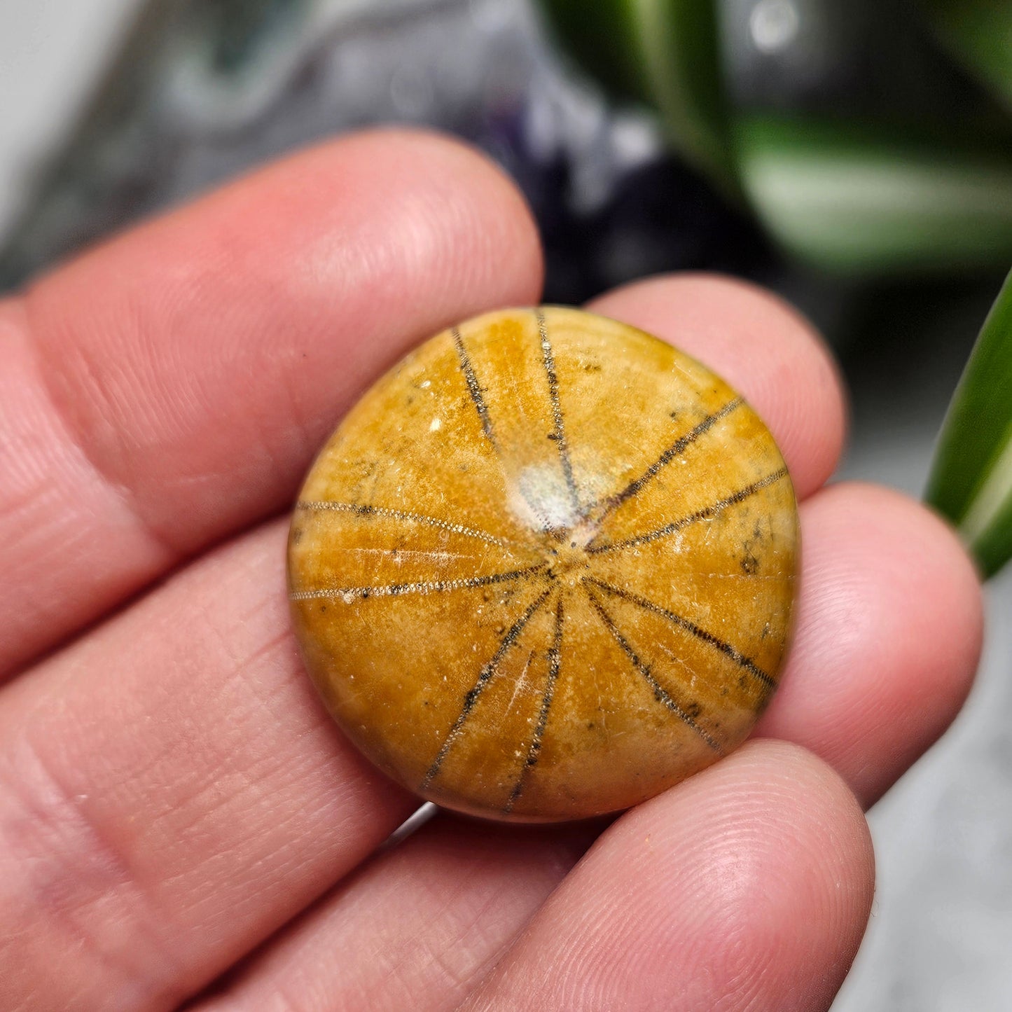Sand Dollar Fossil