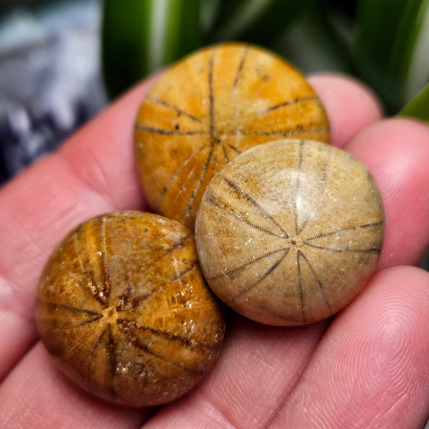Sand Dollar Fossil