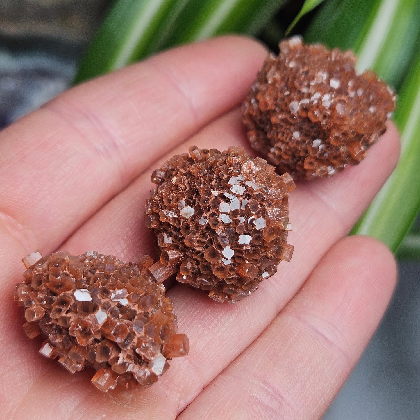 Aragonite Star Cluster