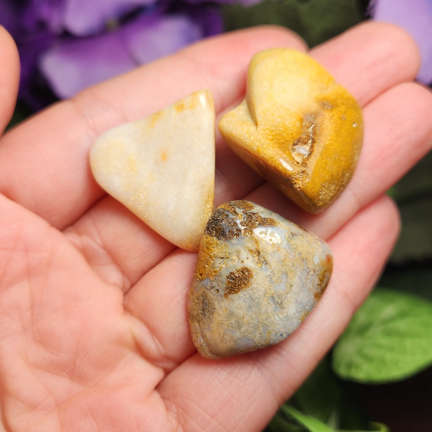 Fossilized Coral