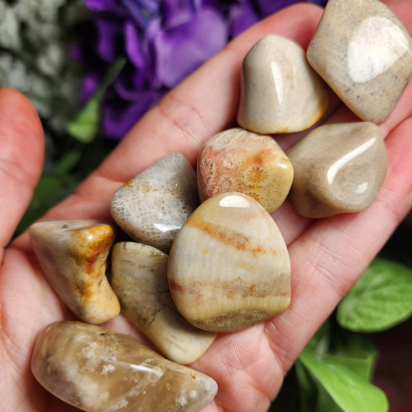 Fossilized Coral