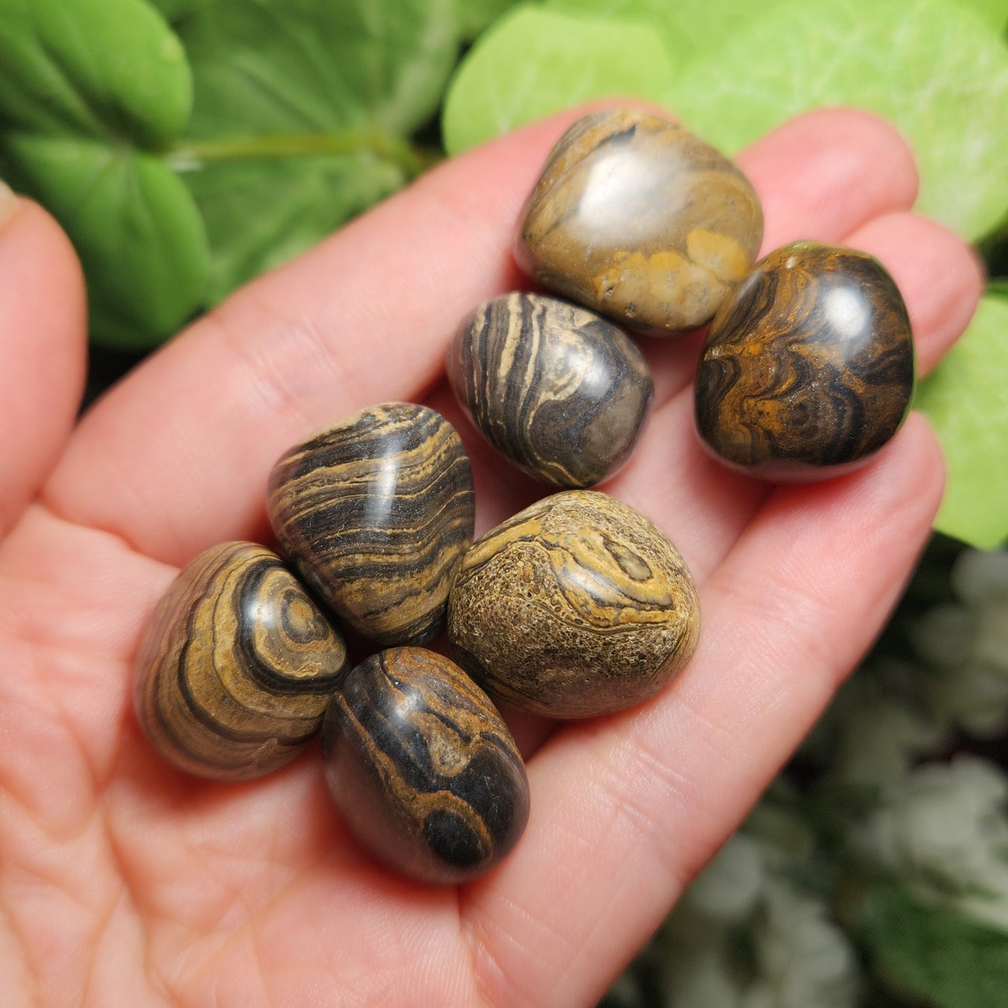 Stromatolite Fossil 0.75", Tumbled Fossil Specimen, Polished Stromatolite Stone
