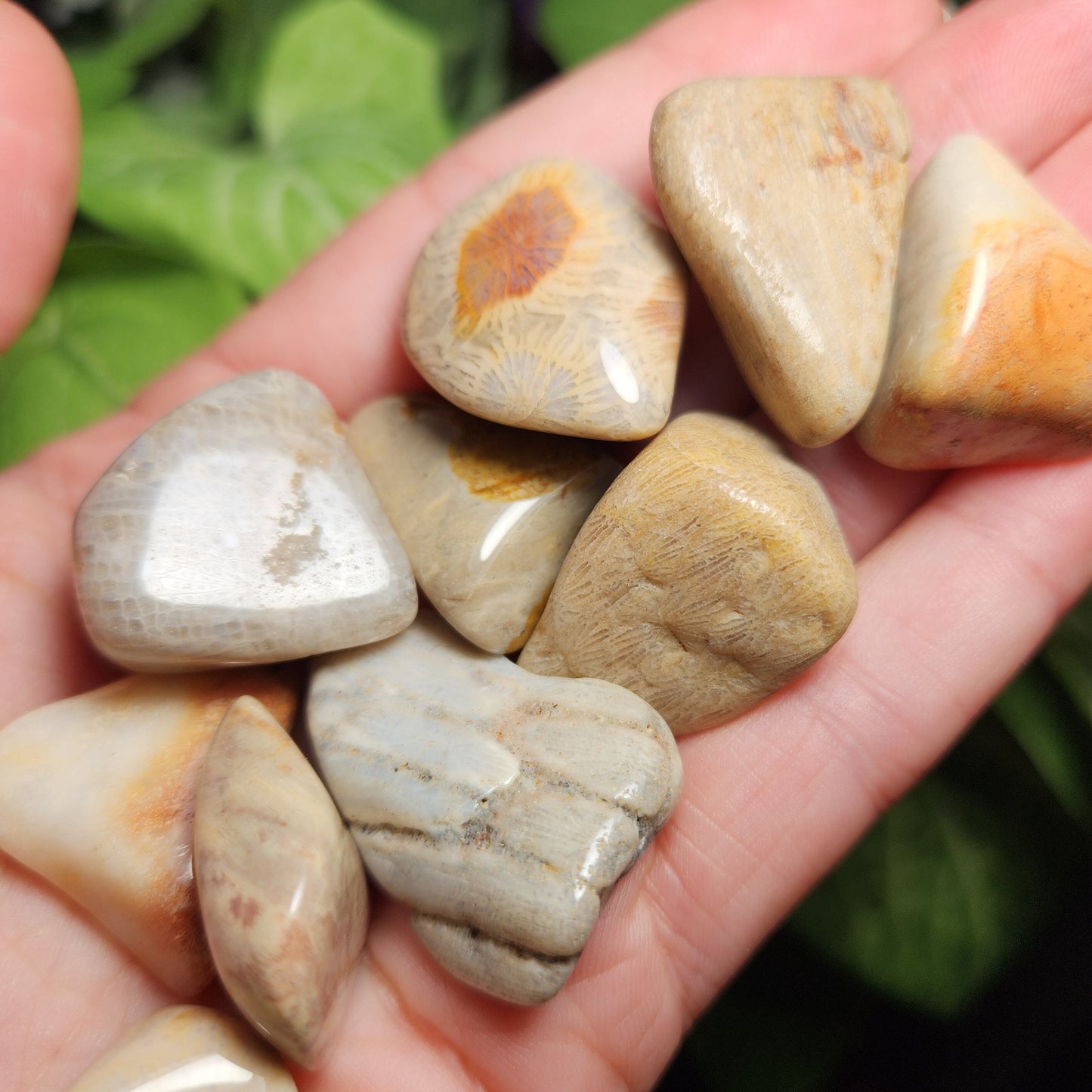 Fossilized Coral