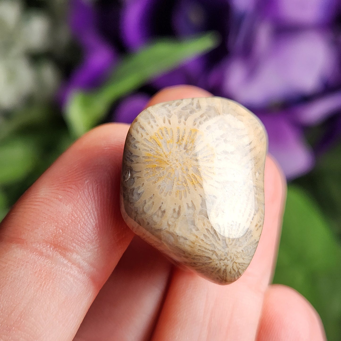Fossilized Coral