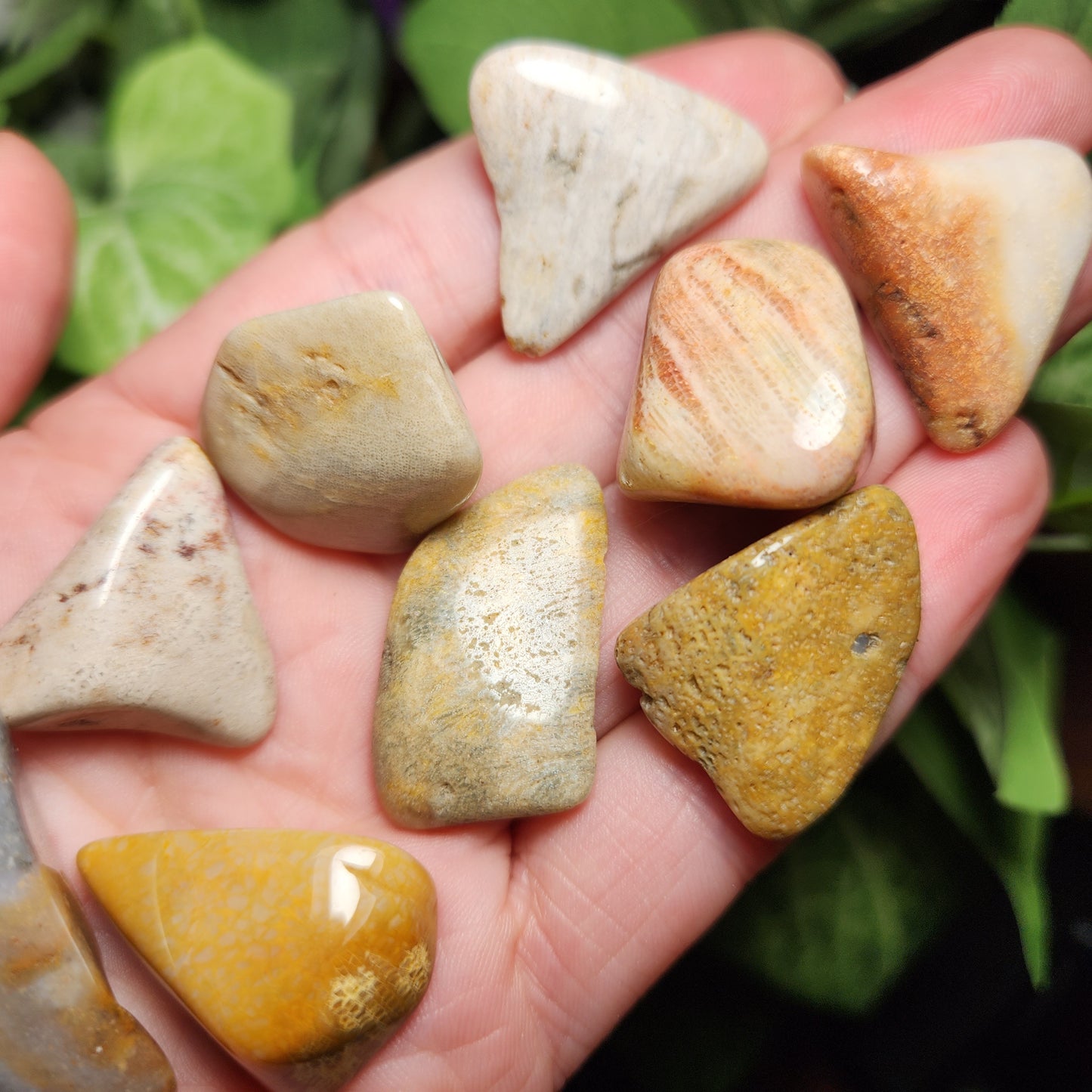 Fossilized Coral