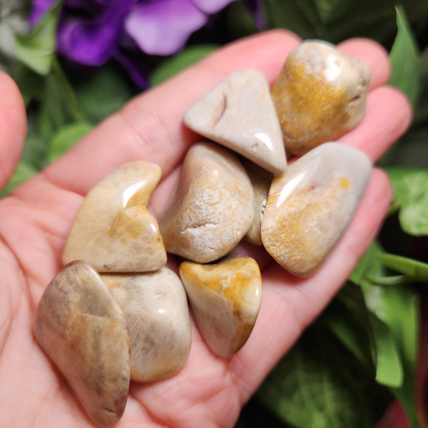 Fossilized Coral