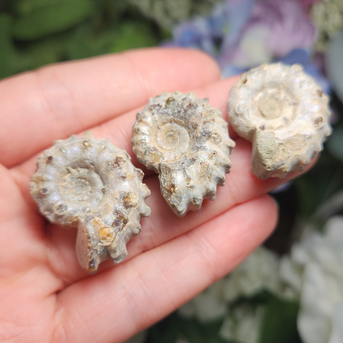Ammonite Fossil