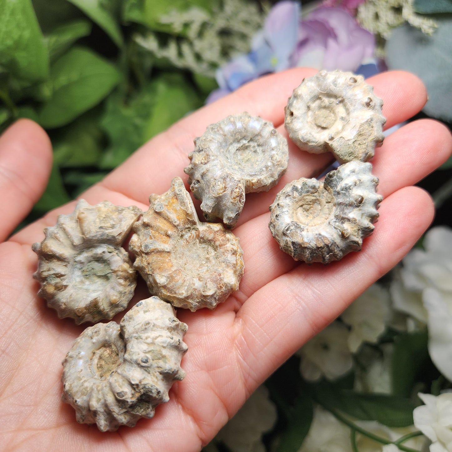 Ammonite Fossil