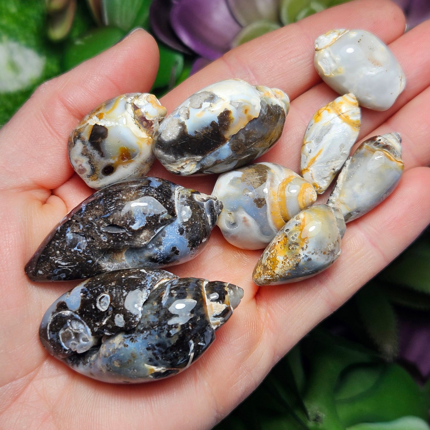 Spiralite Fossil Shell
