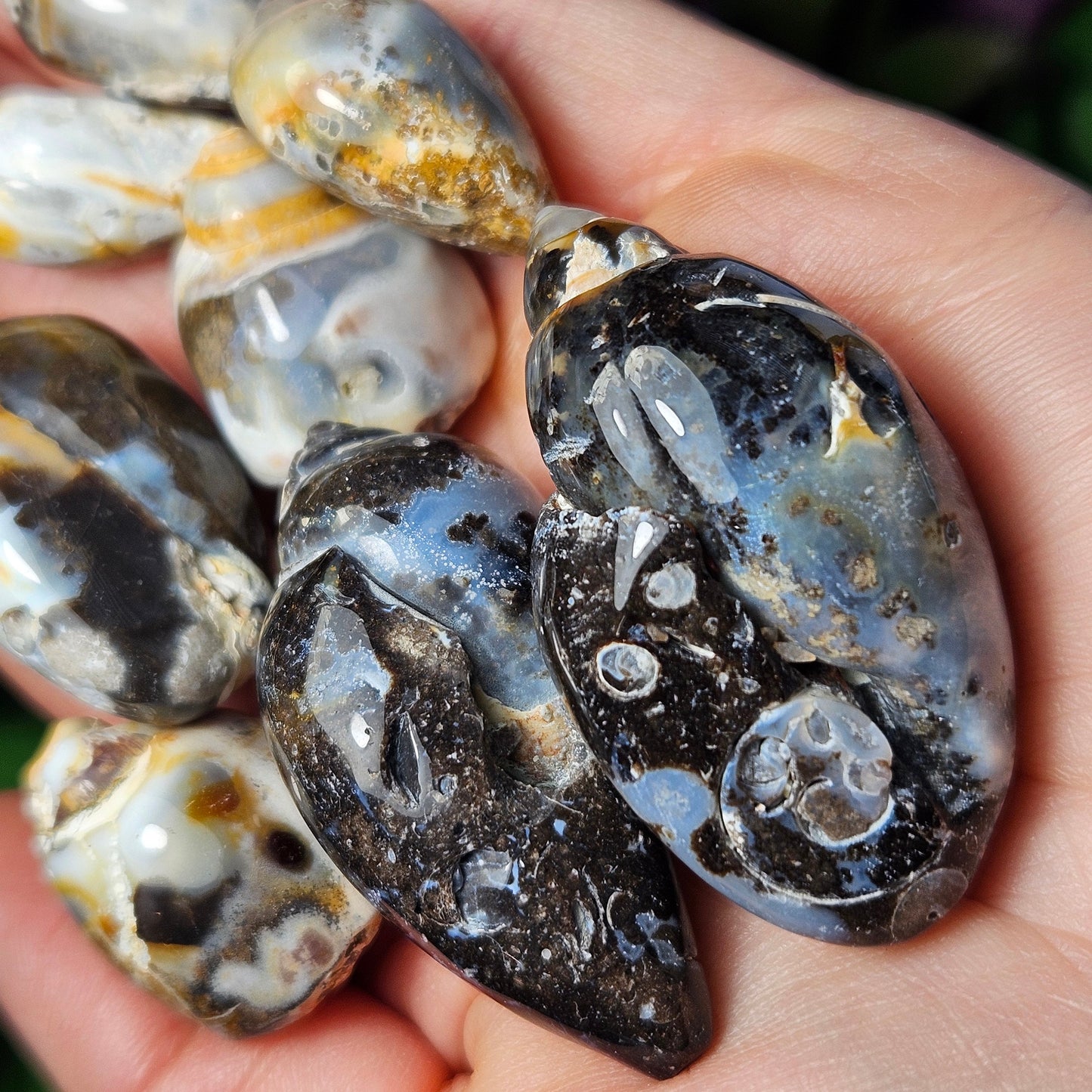 Spiralite Fossil Shell