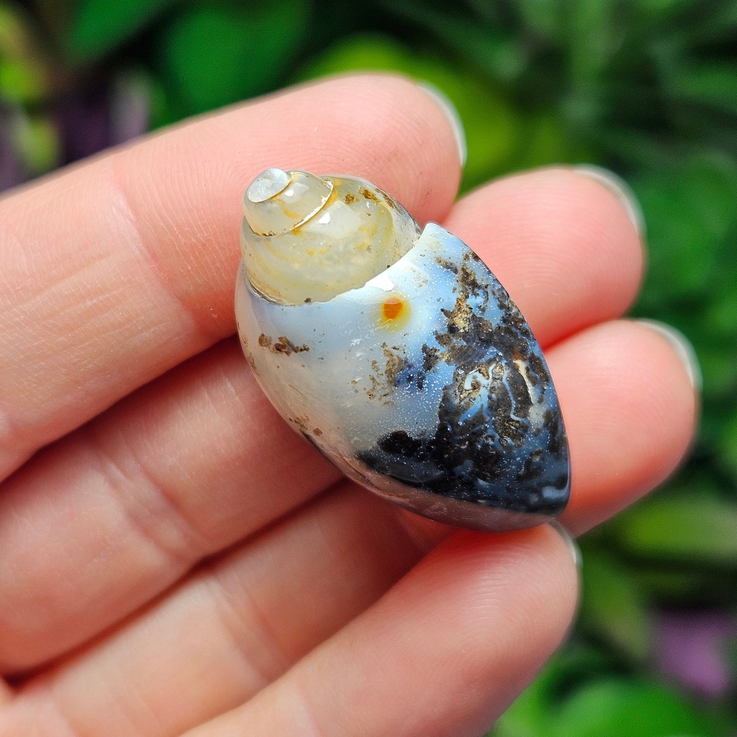 Spiralite Fossil Shell