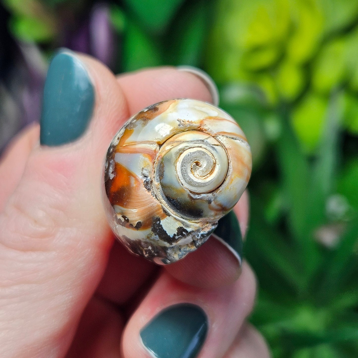 Spiralite Fossil Shell