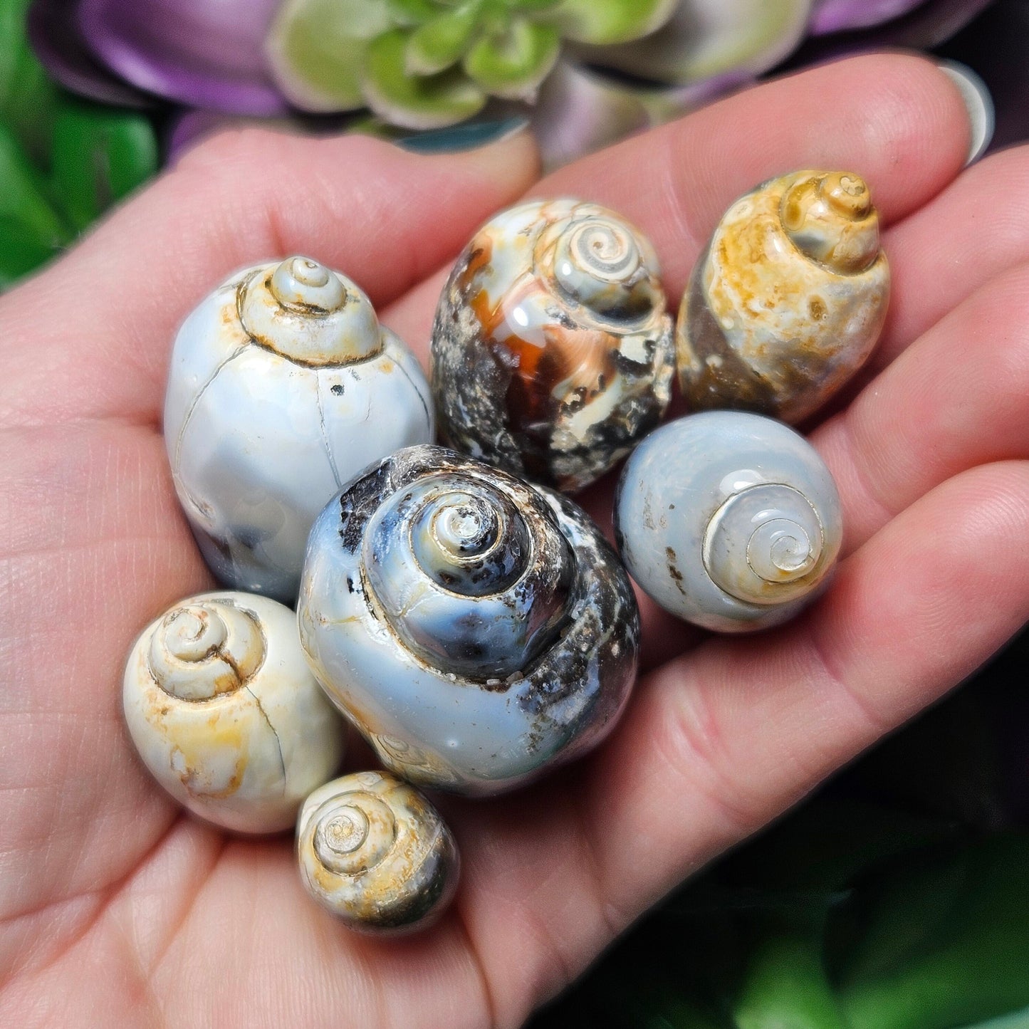 Spiralite Fossil Shell