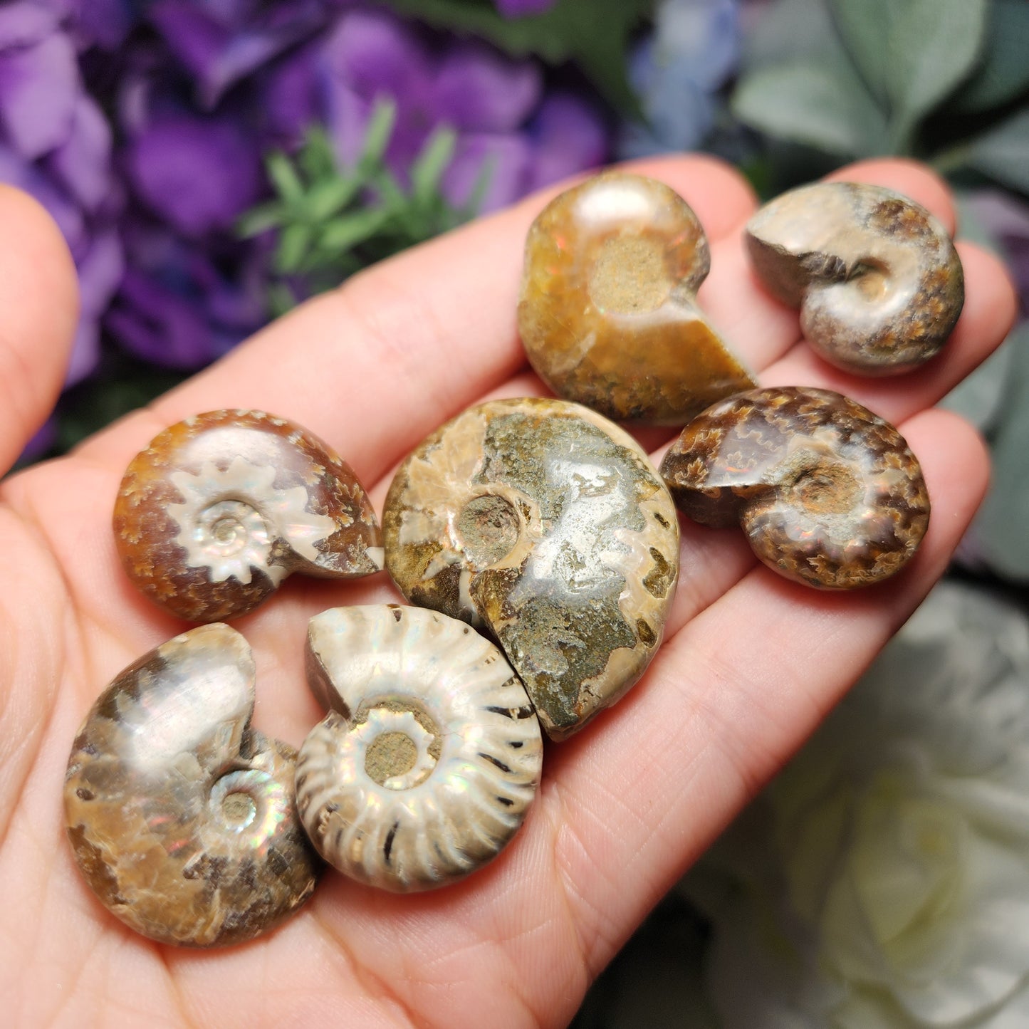 Ammonite Fossil