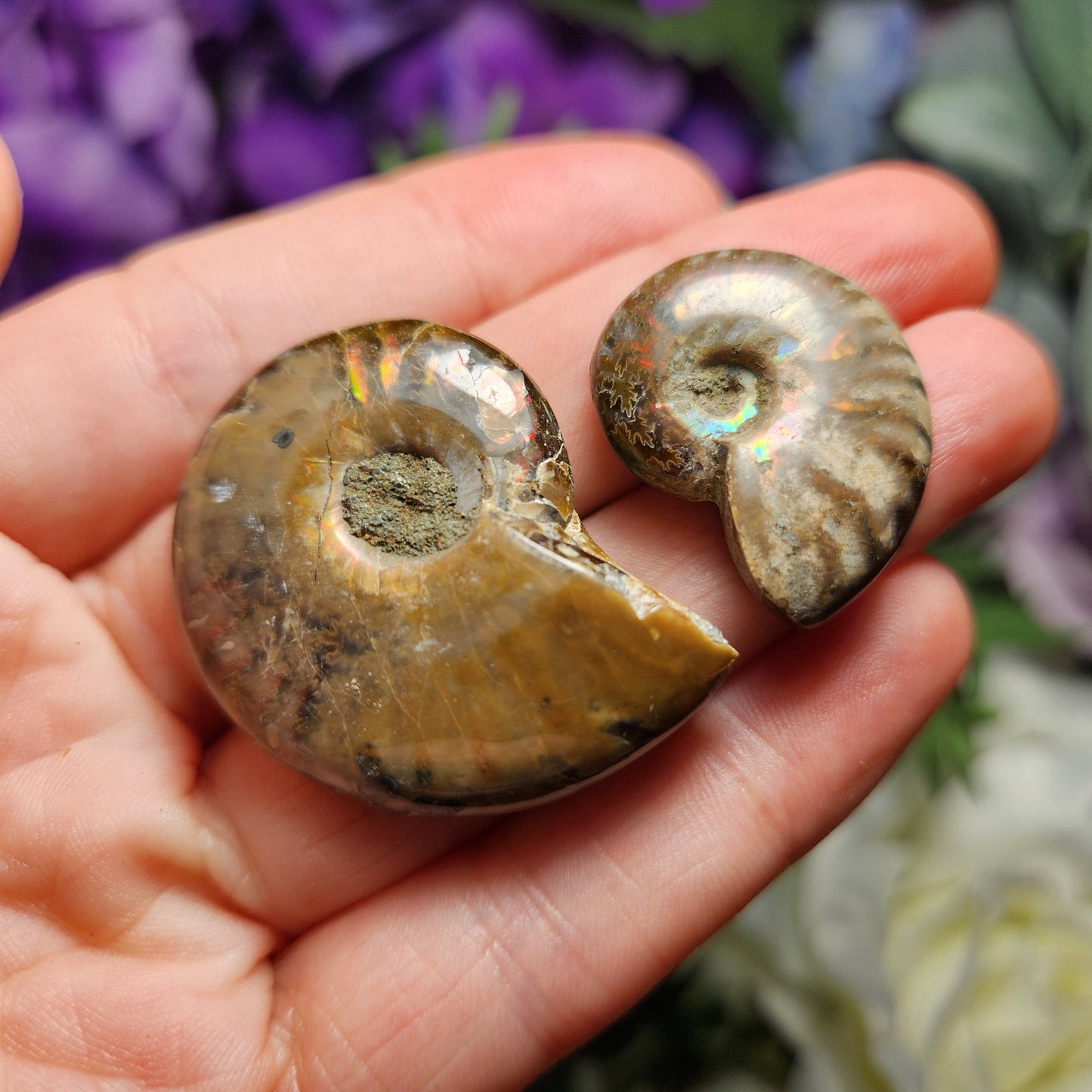 Ammonite Fossil
