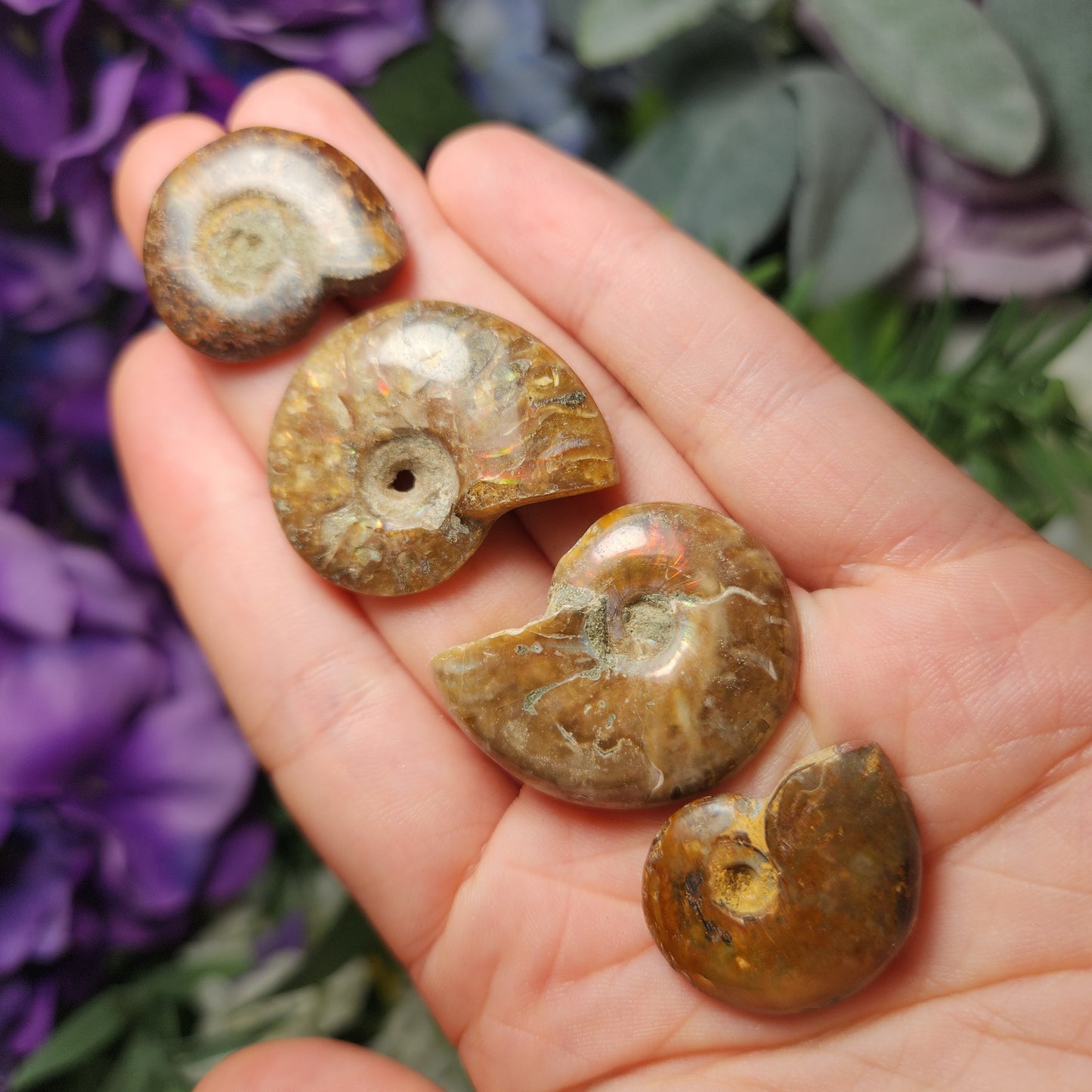 Ammonite Fossil