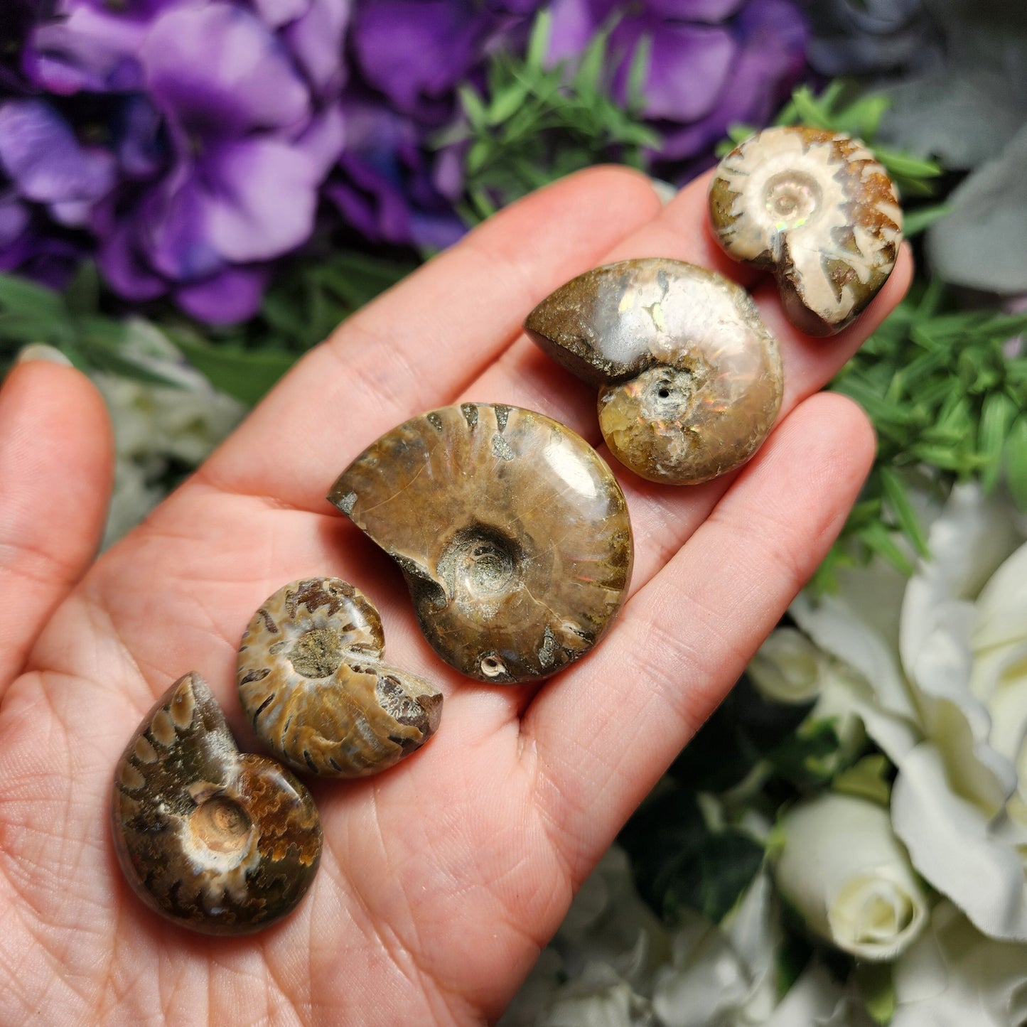 Ammonite Fossil