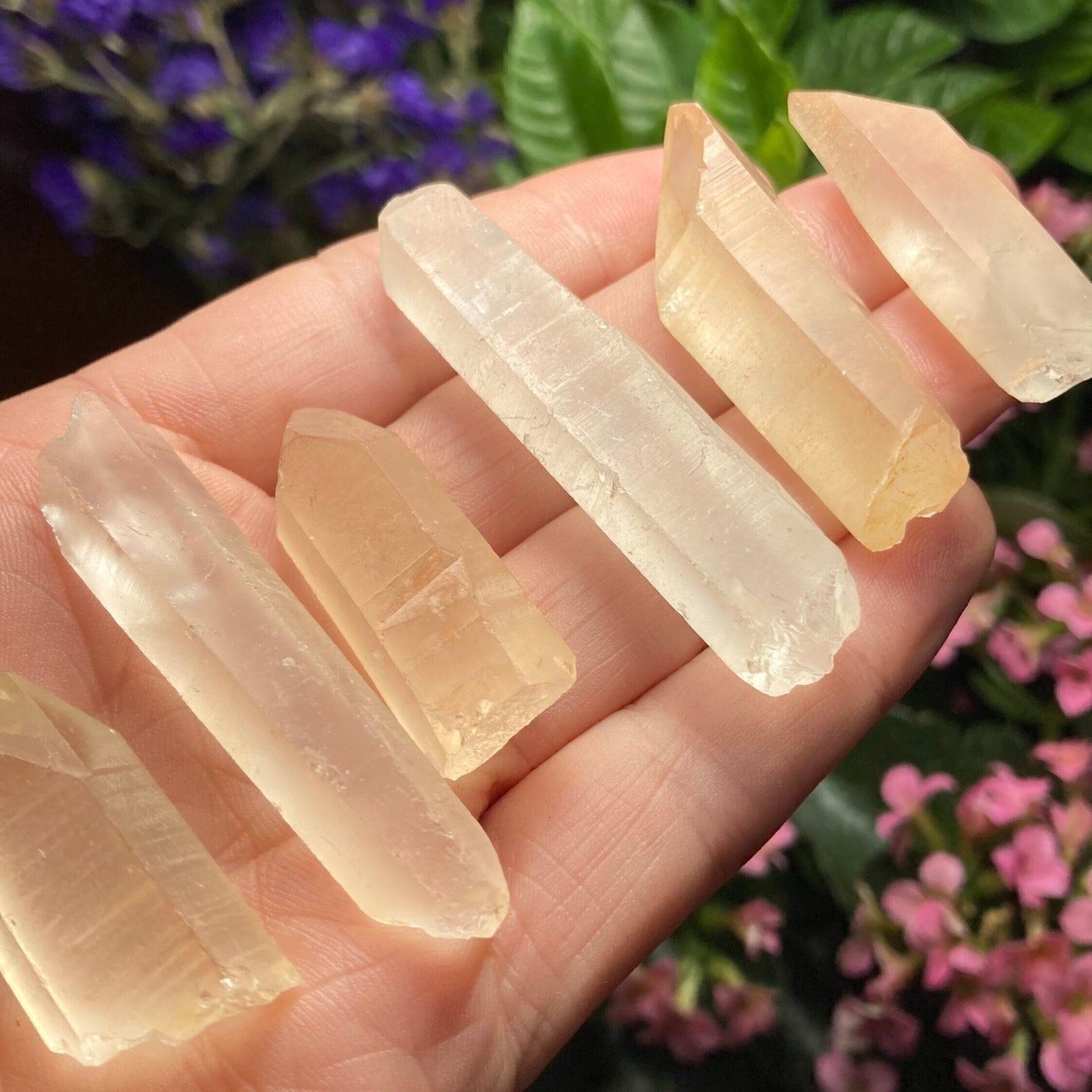 Frosted Golden Lemurian