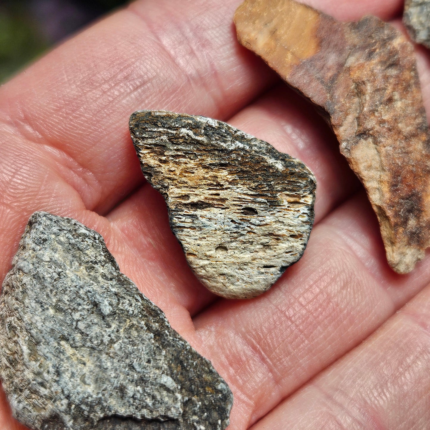 Dinosaur Bone