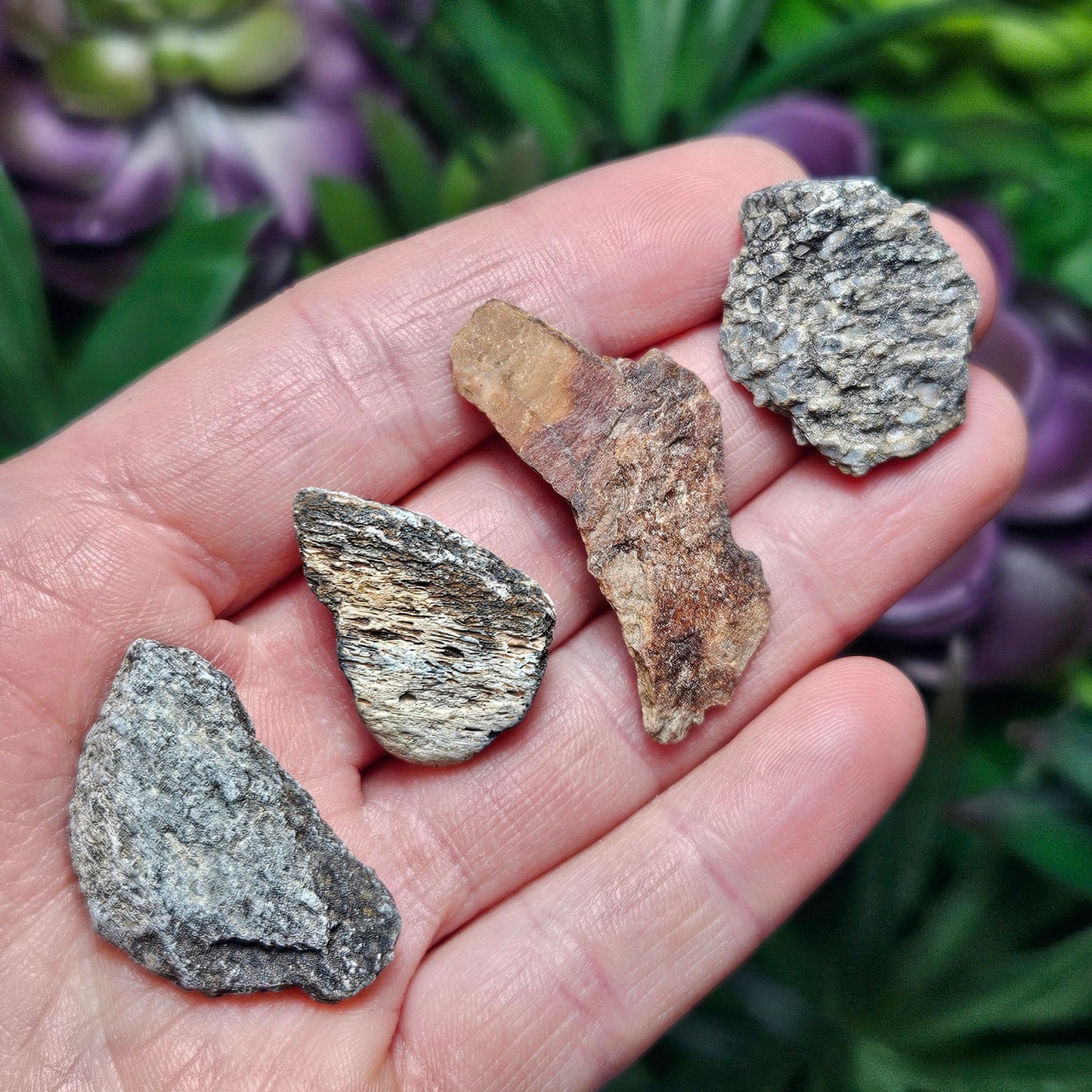 Dinosaur Bone