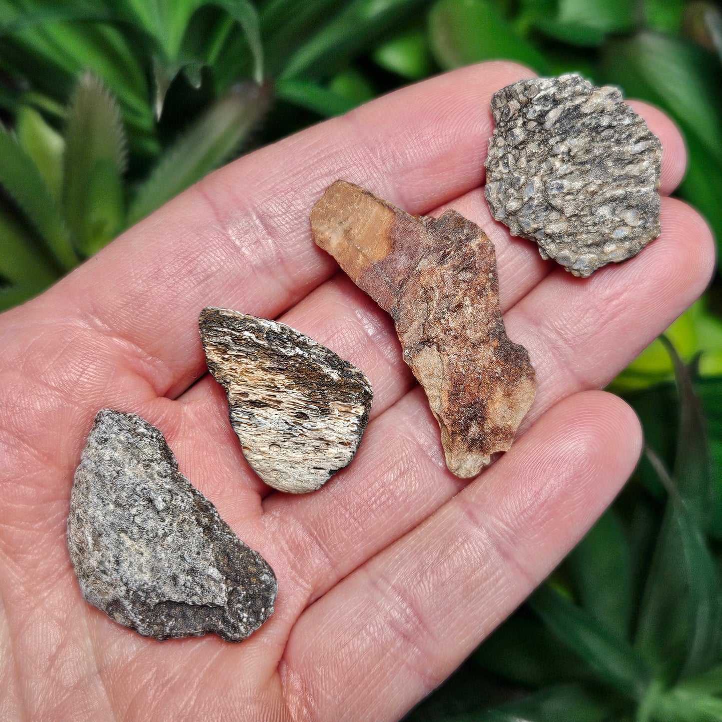 Dinosaur Bone