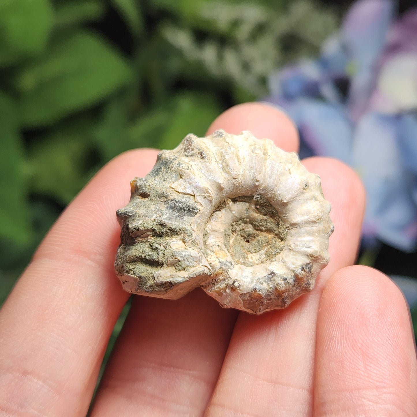 Ammonite Fossil