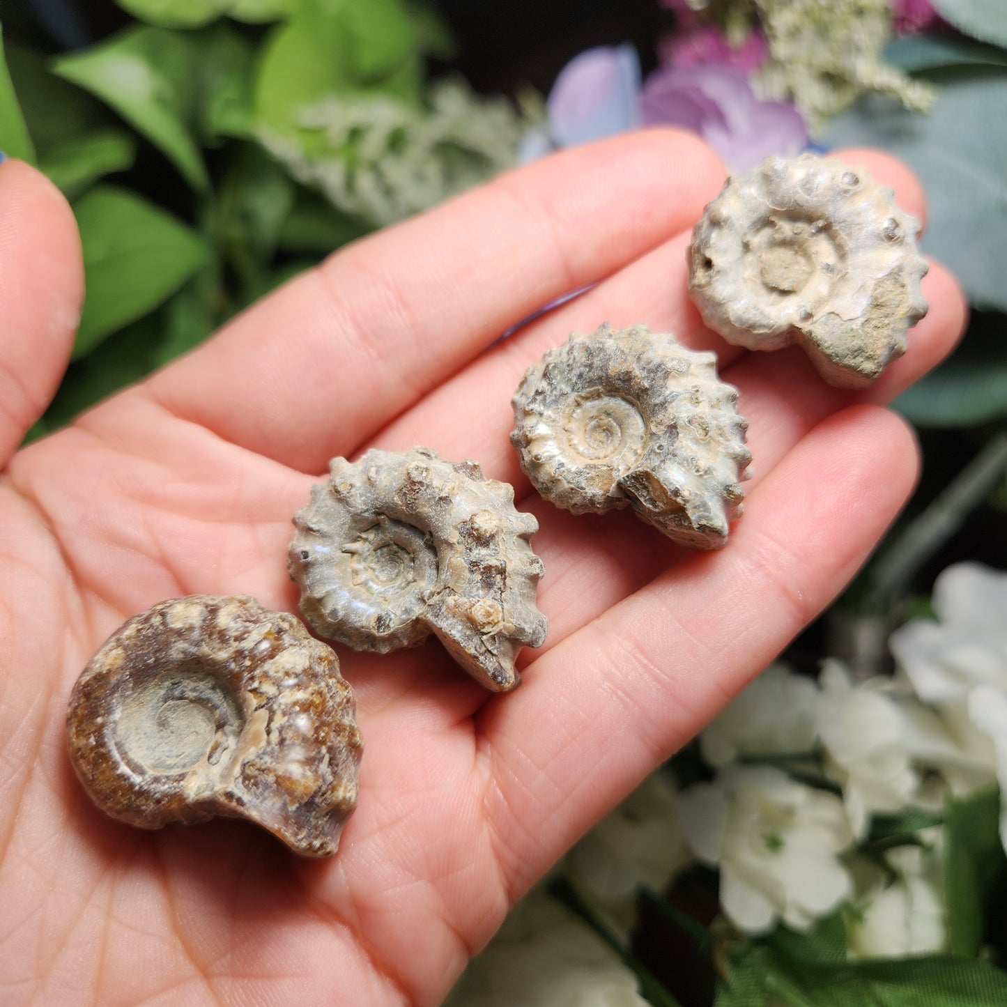 Ammonite Fossil