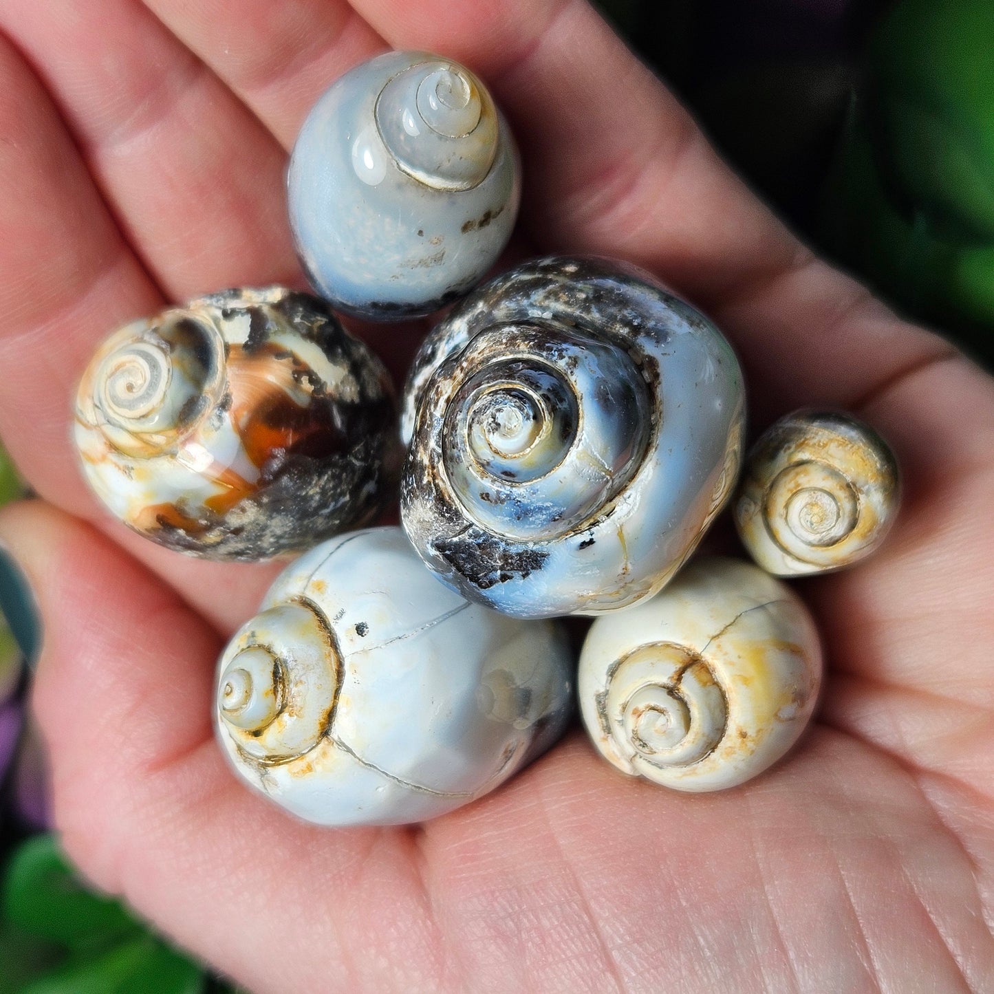 Spiralite Fossil Shell