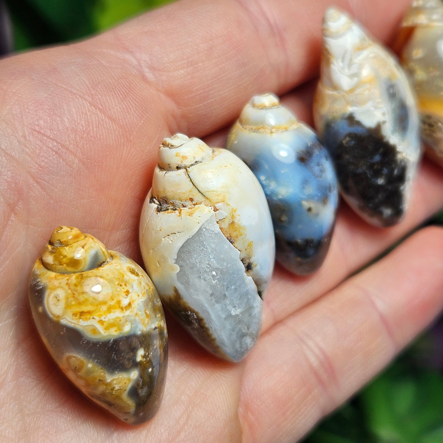 Spiralite Fossil Shell
