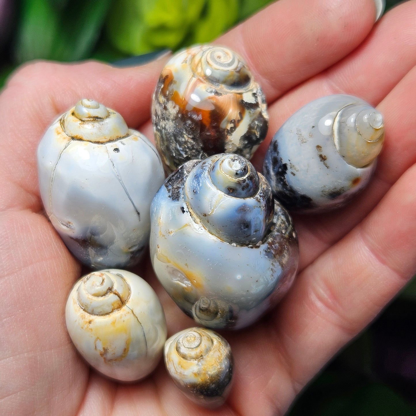Spiralite Fossil Shell