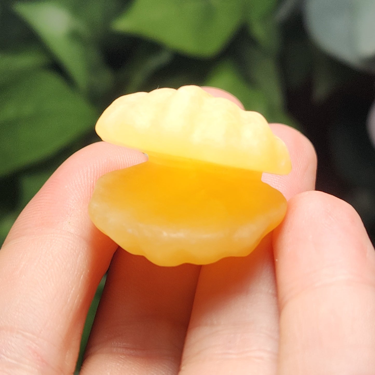 Sea Shell Carving