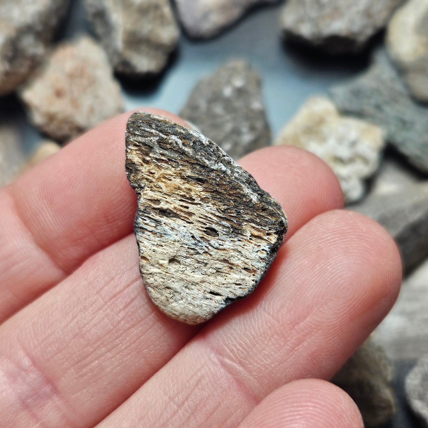 Dinosaur Bone