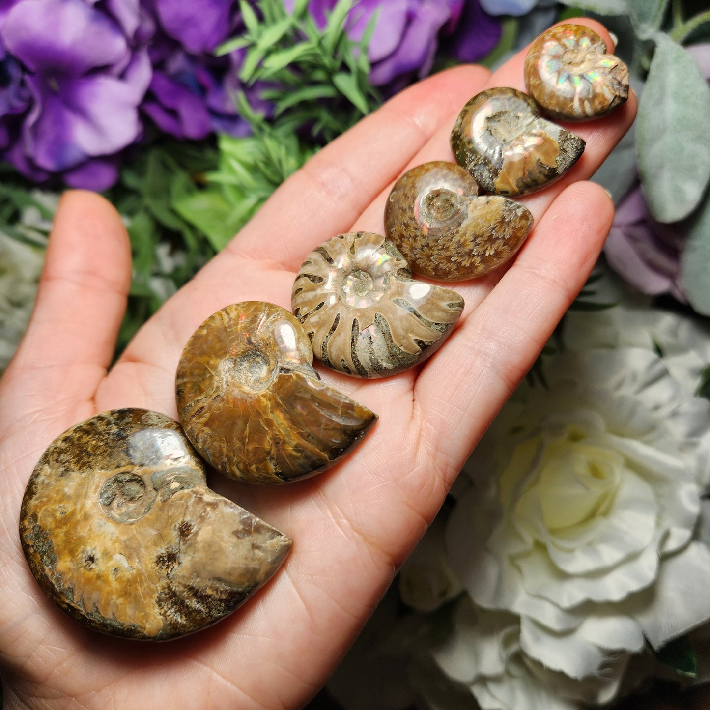 Ammonite Fossil