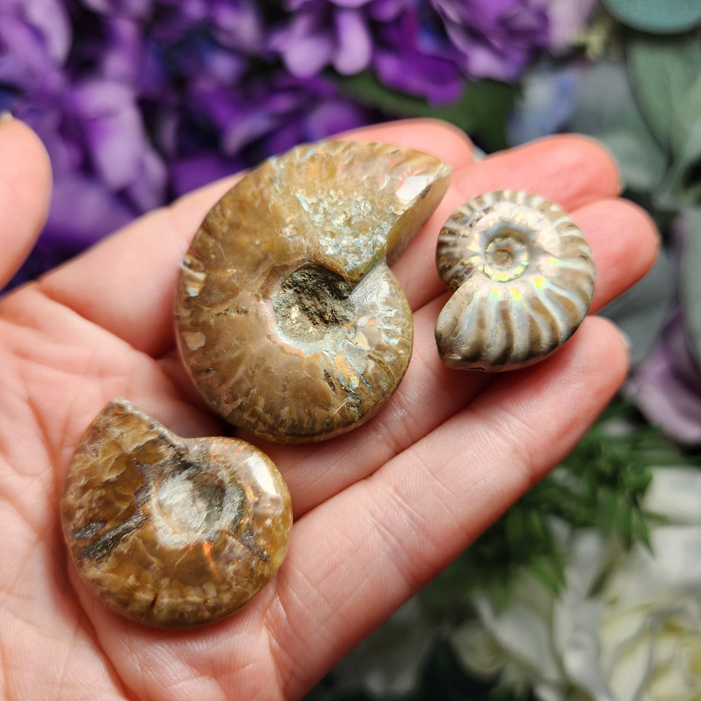 Ammonite Fossil