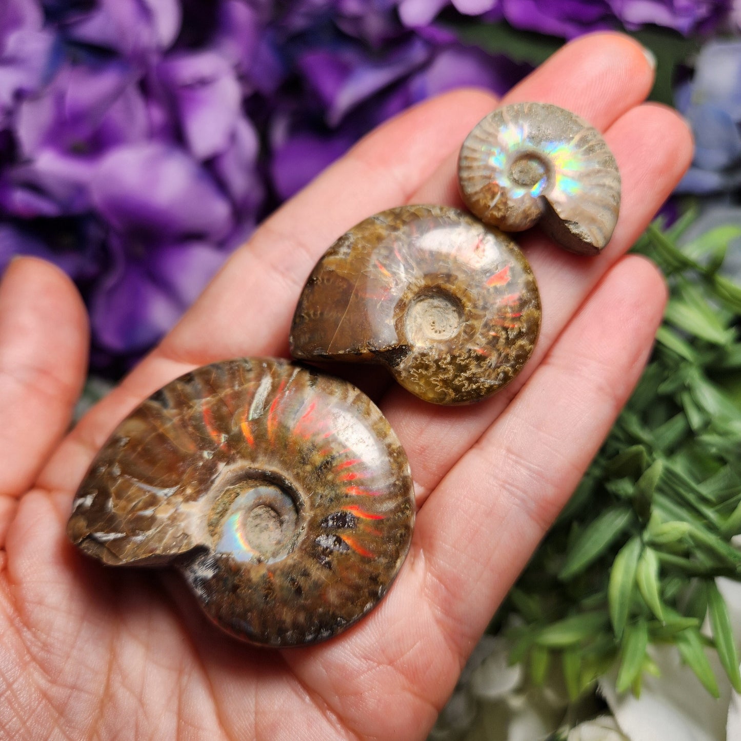 Ammonite Fossil
