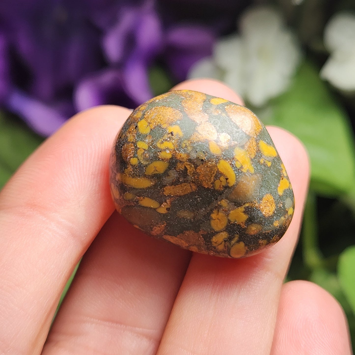 Ajooba Jasper