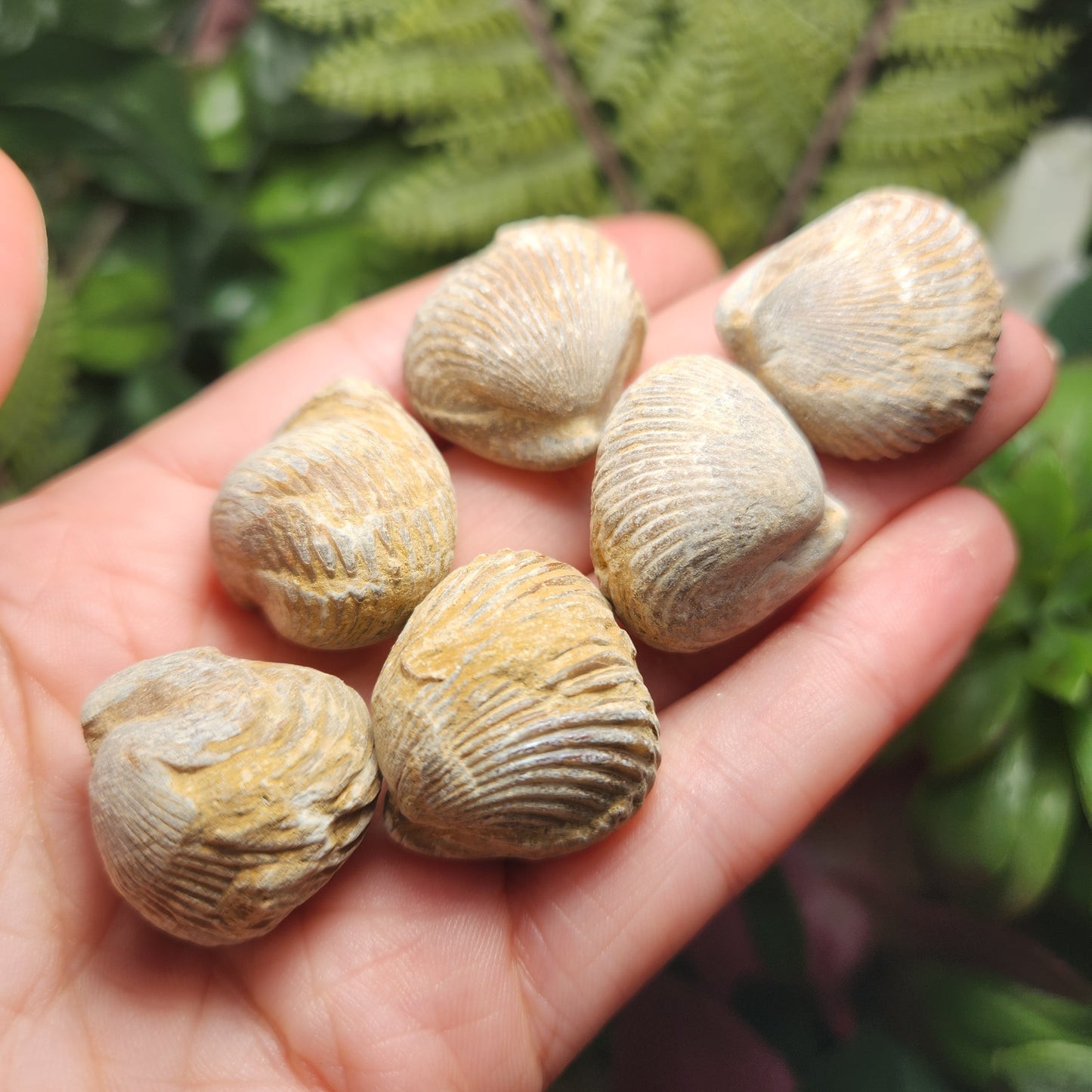 Shell Fossil