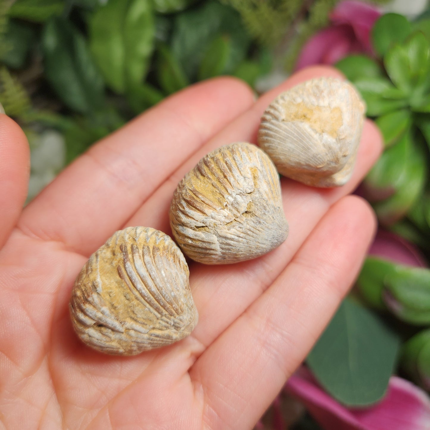 Shell Fossil