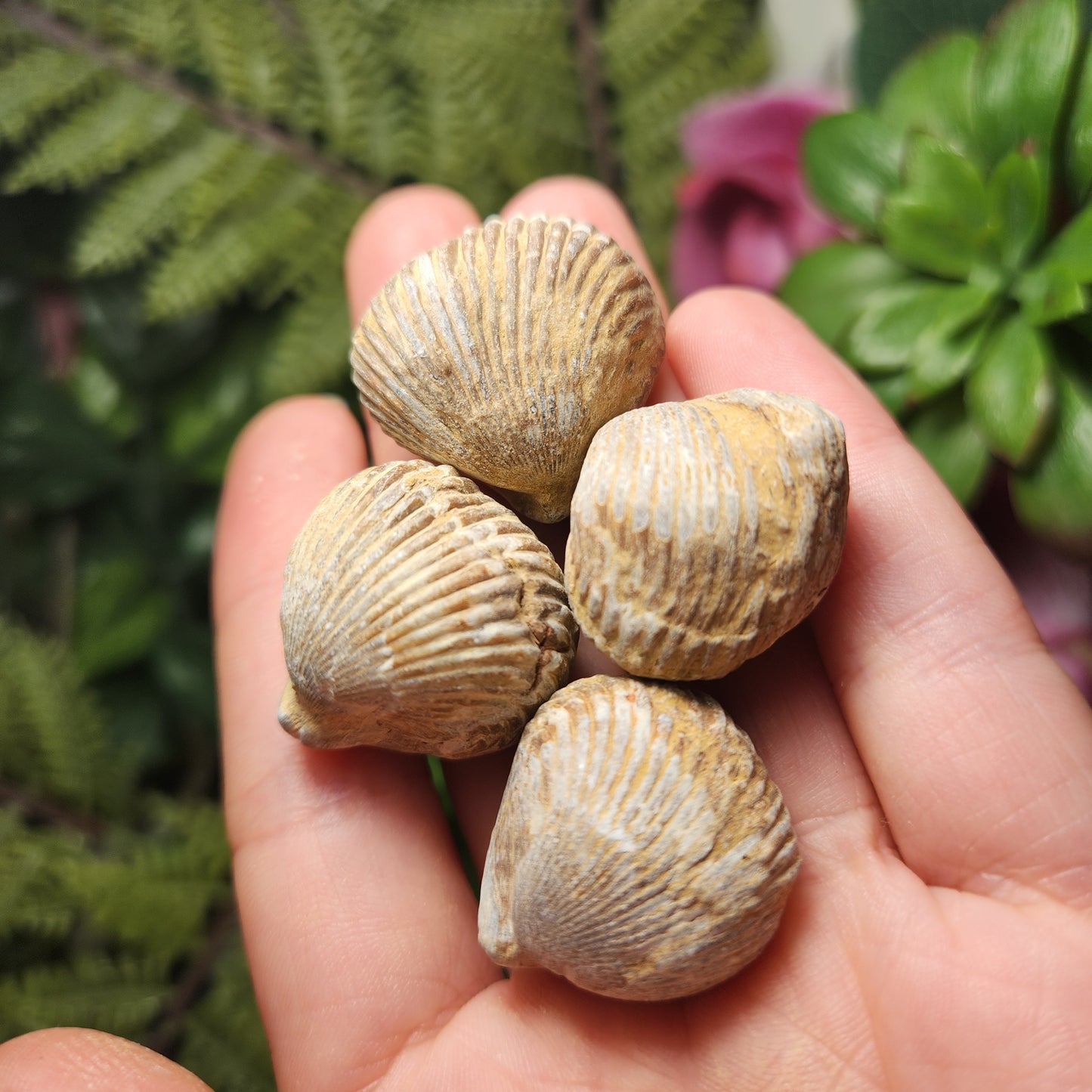 Shell Fossil