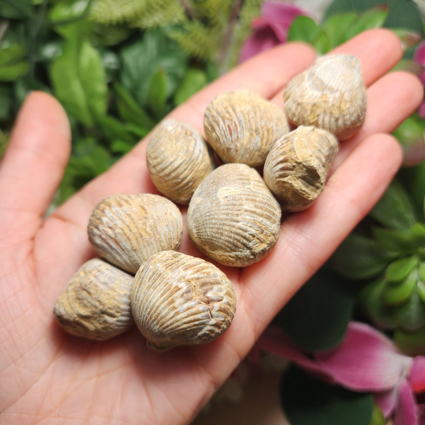 Shell Fossil
