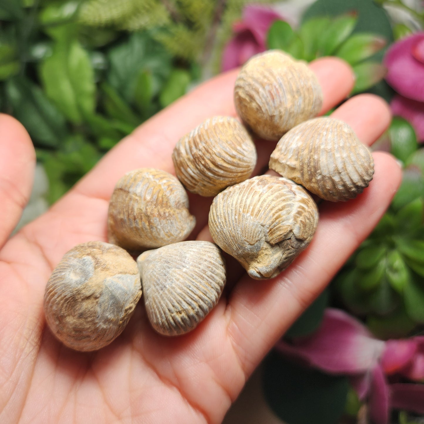 Shell Fossil