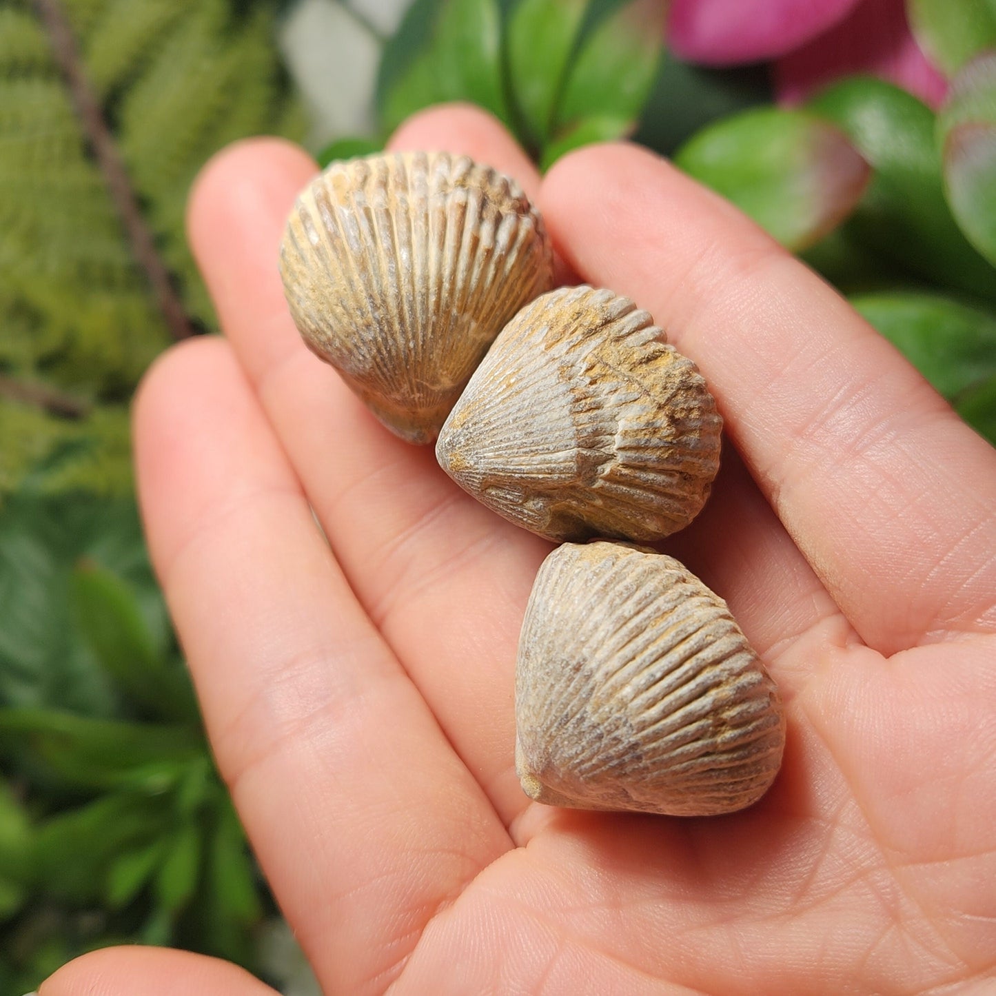 Shell Fossil
