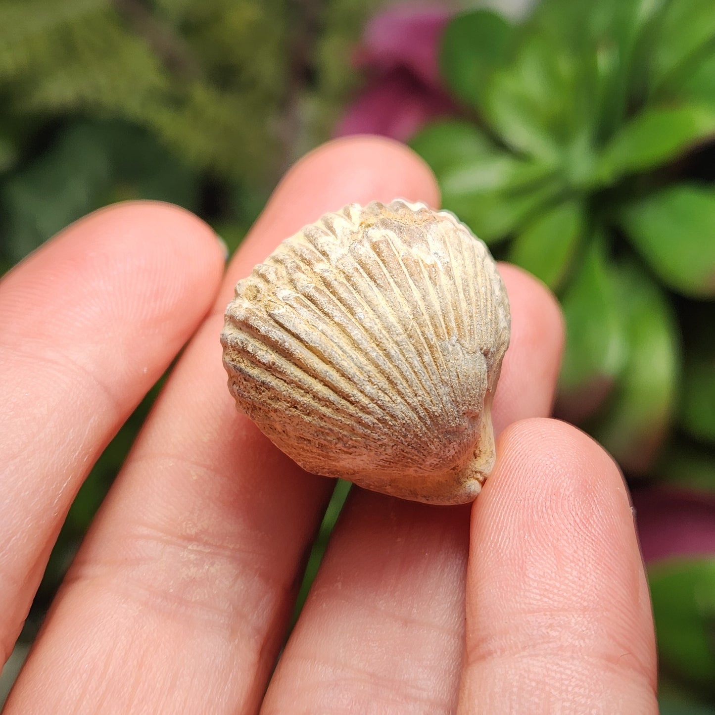 Shell Fossil