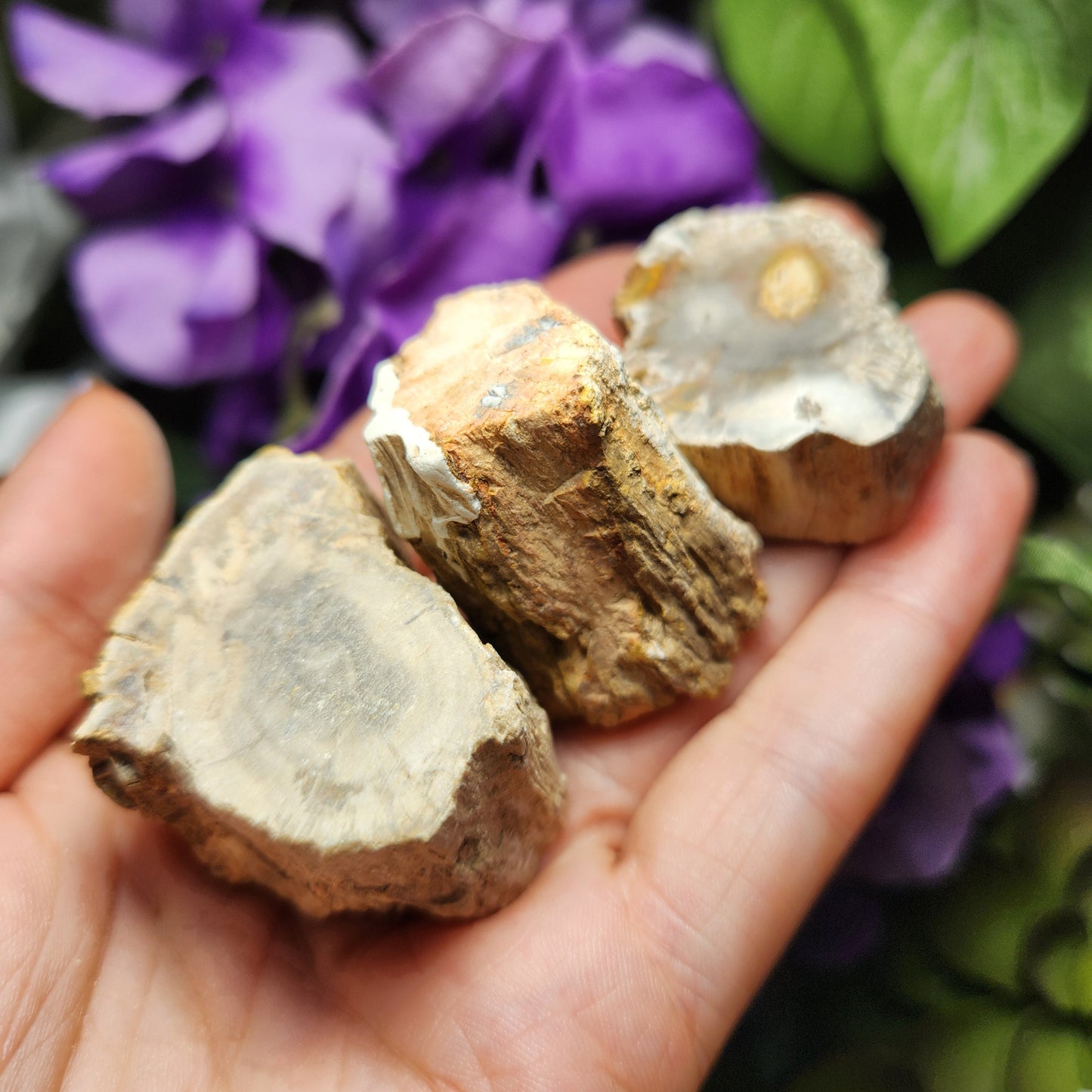 Petrified Wood