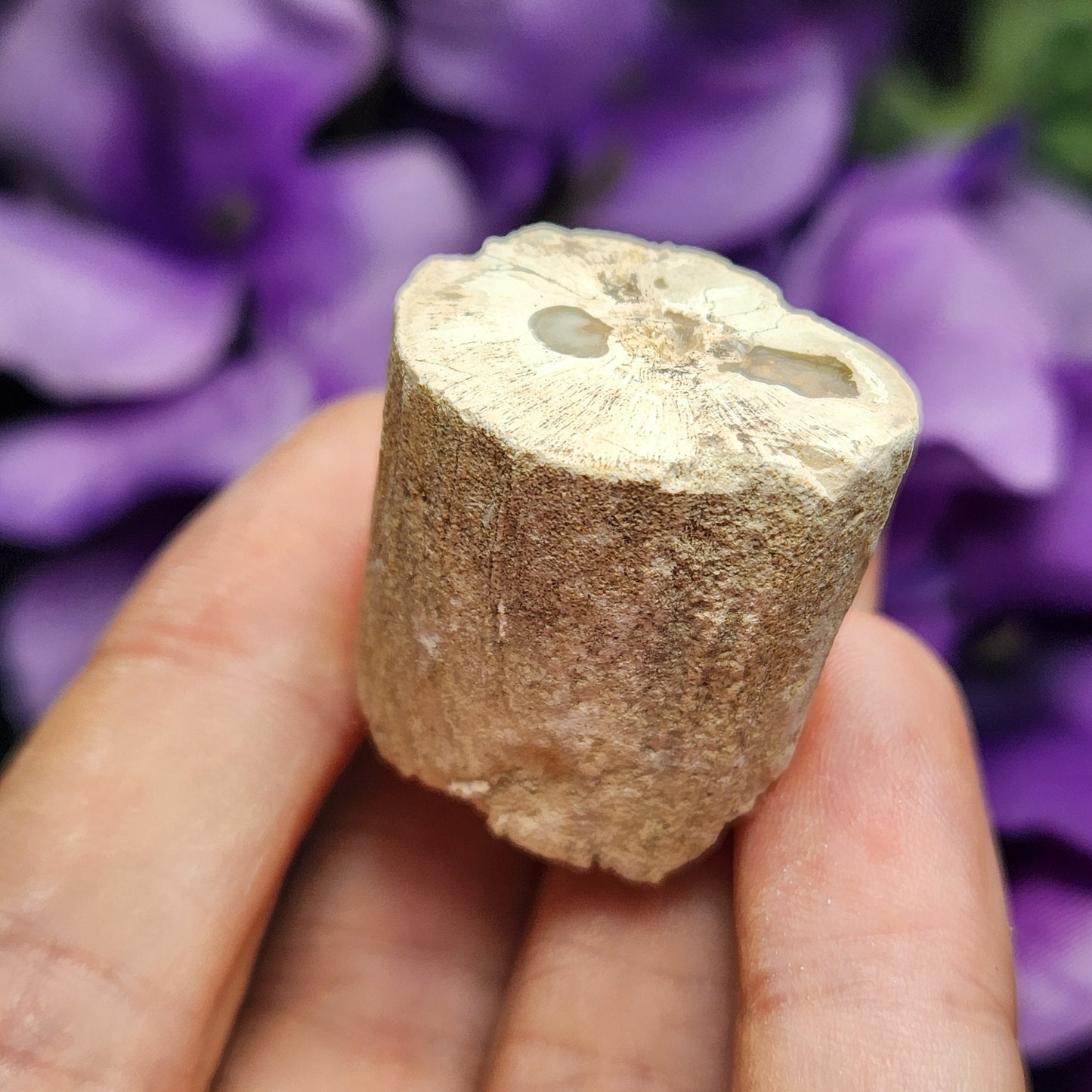 Petrified Wood