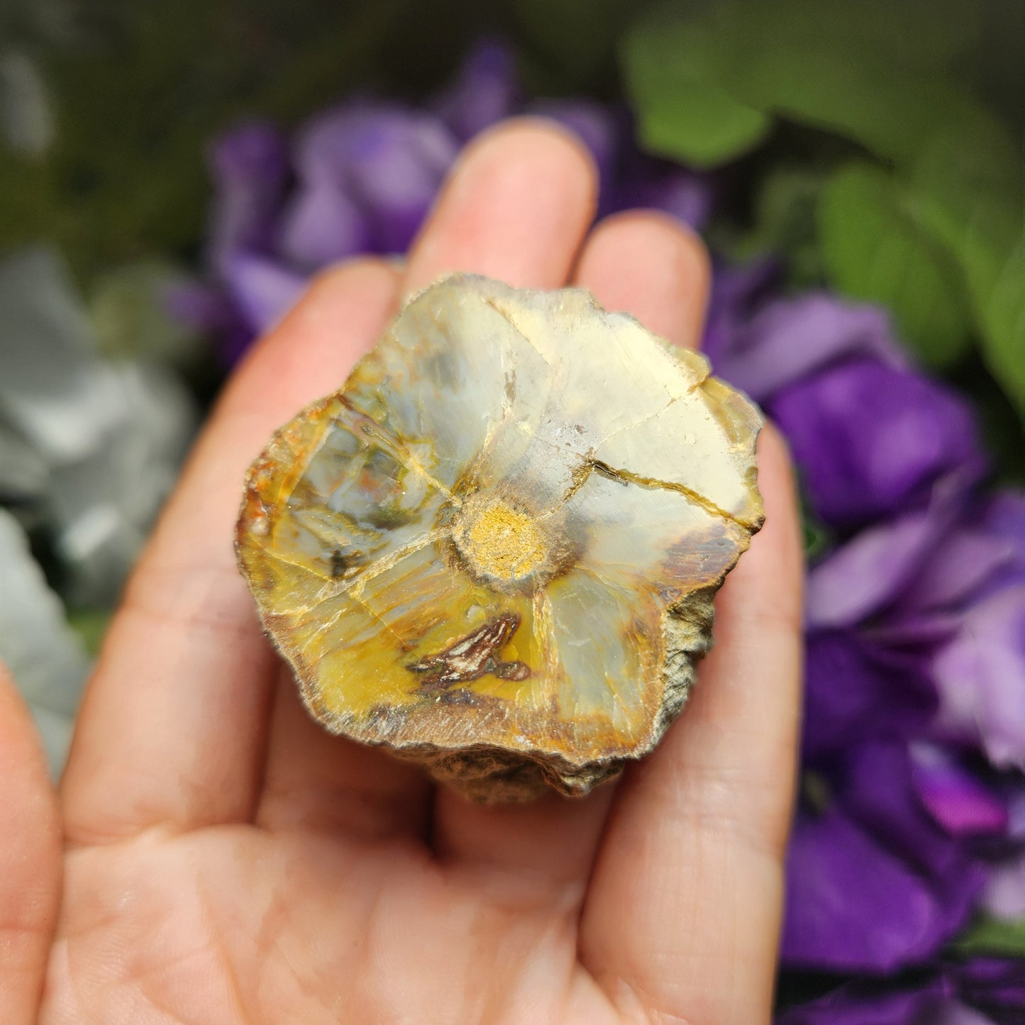 Petrified Wood