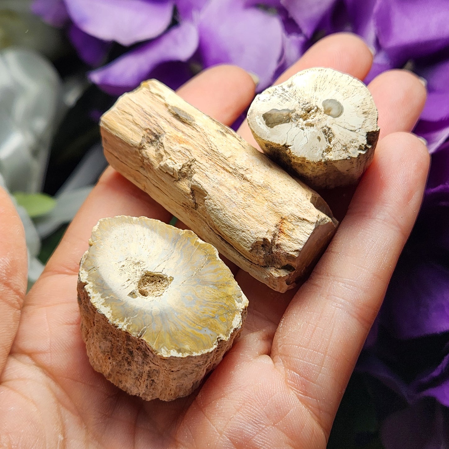 Petrified Wood
