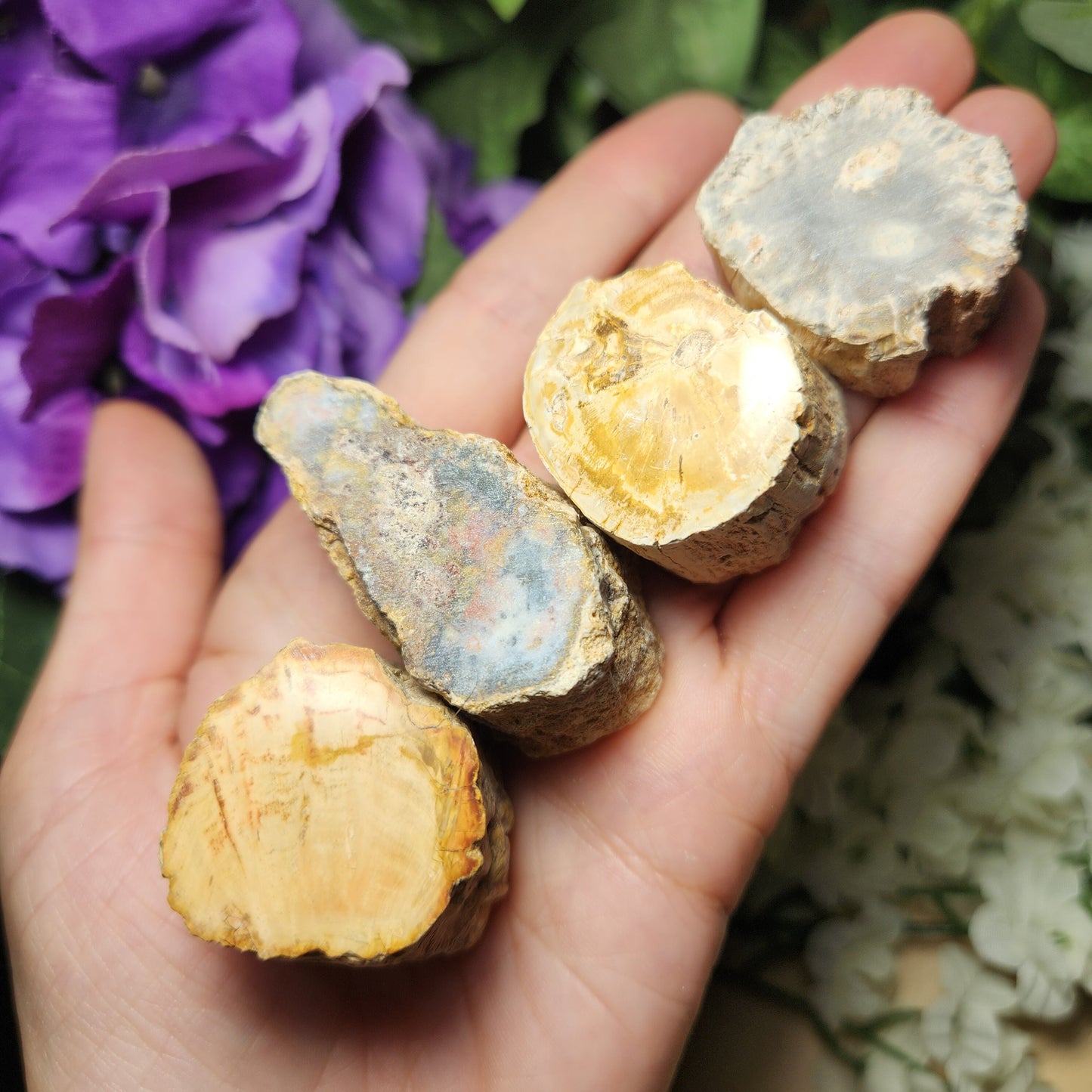 Petrified Wood