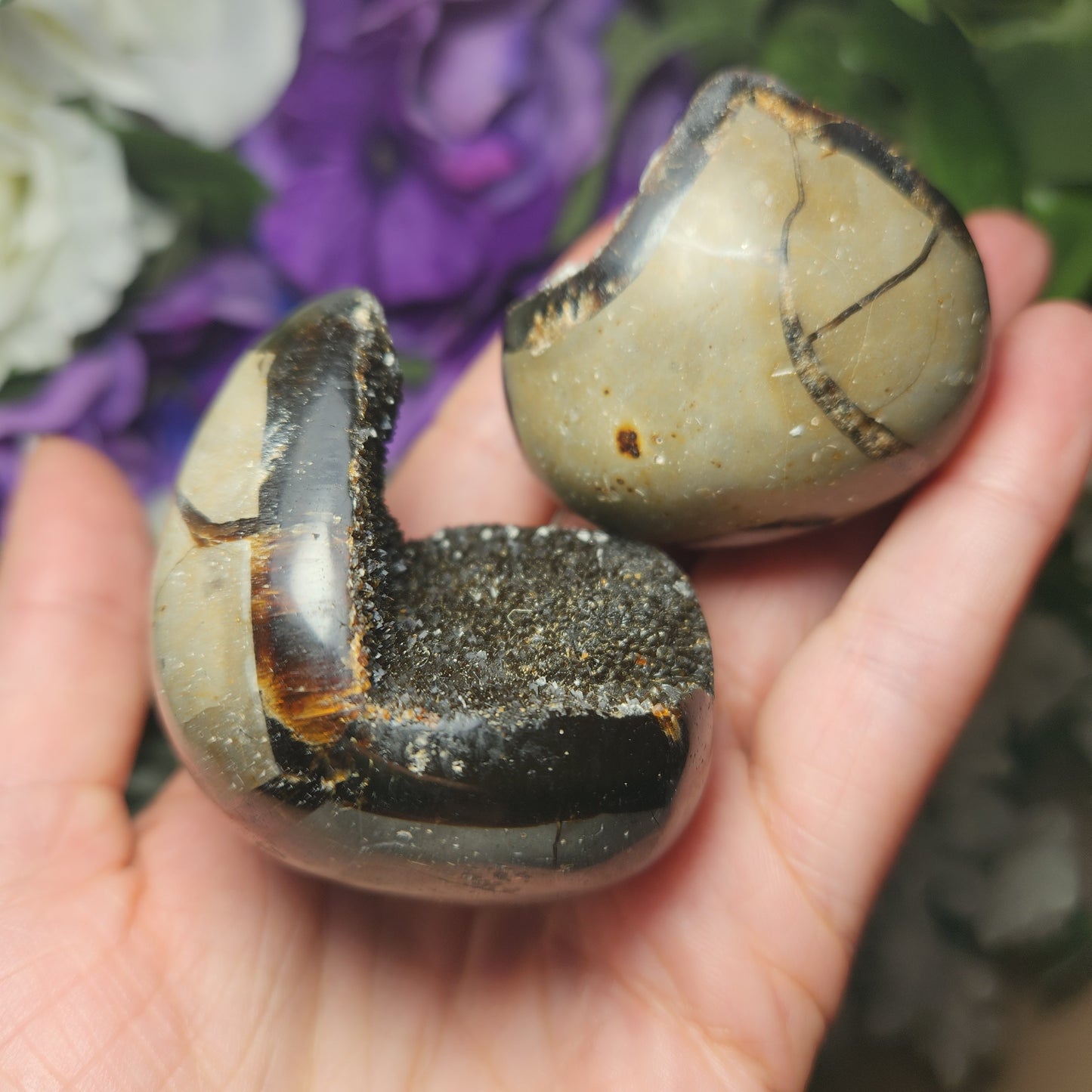 Septarian Nodule