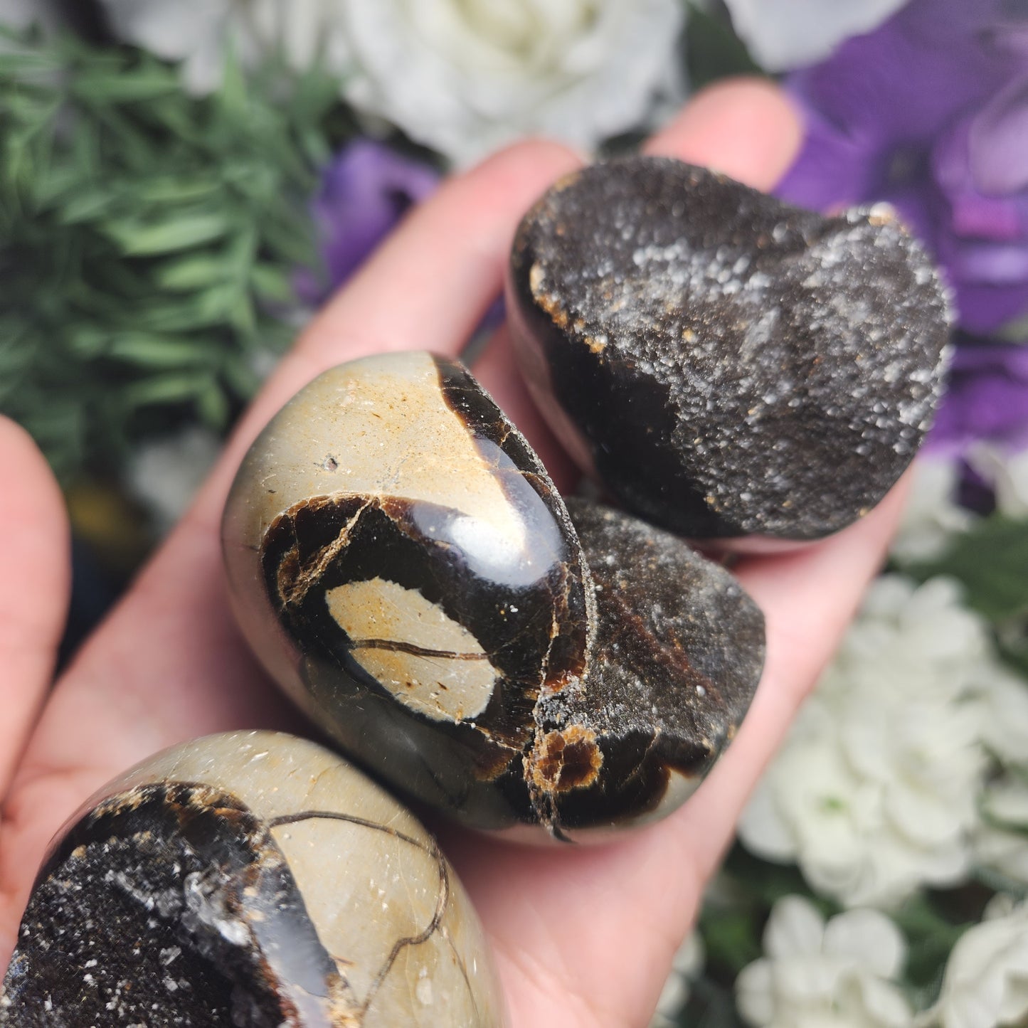 Septarian Nodule